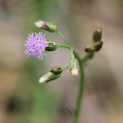 Cyanthillium cinereum (Purple Fleabane) at Bournda, NSW - 25 Dec 2021 by KylieWaldon