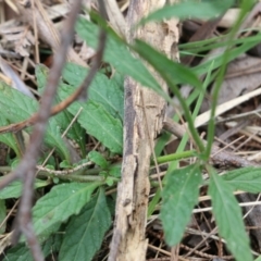 Cyanthillium cinereum at Bournda, NSW - 26 Dec 2021 09:14 AM