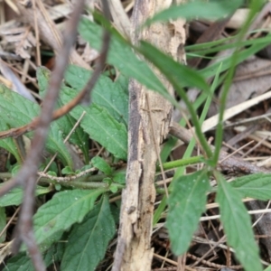 Cyanthillium cinereum at Bournda, NSW - 26 Dec 2021 09:14 AM