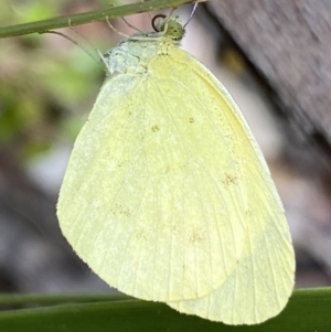 Eurema smilax at Cotter River, ACT - 28 Dec 2021 10:40 AM