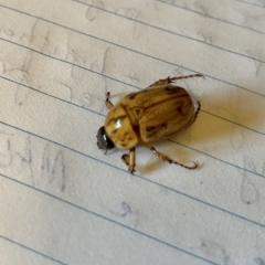 Cyclocephala signaticollis (Argentinian scarab) at O'Connor, ACT - 22 Dec 2021 by AndrewCB