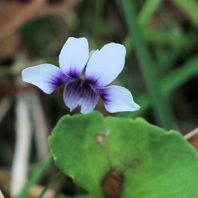 Viola hederacea (Ivy-leaved Violet) at Bournda, NSW - 25 Dec 2021 by KylieWaldon