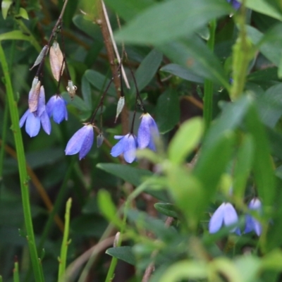 Billardiera (genus) at Bournda, NSW - 26 Dec 2021 by KylieWaldon