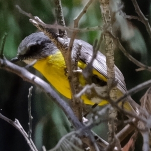 Eopsaltria australis at Tennent, ACT - 29 Dec 2021