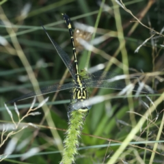 Austrogomphus cornutus at Stromlo, ACT - 28 Dec 2021 01:59 PM