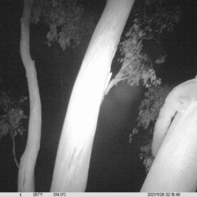 Petaurus norfolcensis (Squirrel Glider) at Thurgoona, NSW - 27 Nov 2021 by ChrisAllen