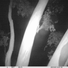 Petaurus norfolcensis (Squirrel Glider) at Thurgoona, NSW - 6 Dec 2021 by ChrisAllen