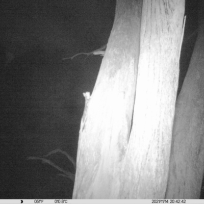 Petaurus norfolcensis (Squirrel Glider) at Thurgoona, NSW - 14 Nov 2021 by ChrisAllen