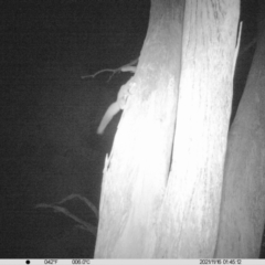 Petaurus norfolcensis (Squirrel Glider) at Thurgoona, NSW - 16 Nov 2021 by ChrisAllen