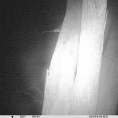 Petaurus norfolcensis (Squirrel Glider) at Thurgoona, NSW - 16 Nov 2021 by ChrisAllen