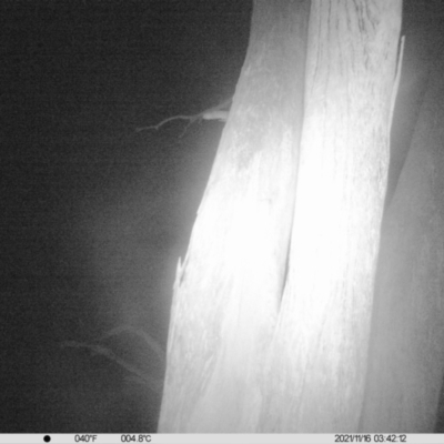 Petaurus norfolcensis (Squirrel Glider) at Thurgoona, NSW - 16 Nov 2021 by ChrisAllen