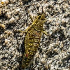 Monistria concinna (Southern Pyrgomorph) at Geehi, NSW - 21 Dec 2021 by Philip