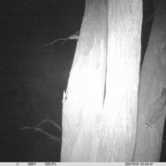 Petaurus norfolcensis (Squirrel Glider) at Thurgoona, NSW - 1 Dec 2021 by ChrisAllen