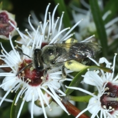 Leioproctus sp. (genus) (Plaster bee) at Stromlo, ACT - 28 Dec 2021 by jb2602