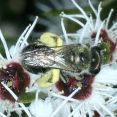 Leioproctus sp. (genus) at Stromlo, ACT - 28 Dec 2021