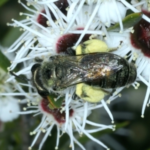 Leioproctus sp. (genus) at Stromlo, ACT - 28 Dec 2021