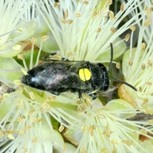 Amphylaeus (Agogenohylaeus) nubilosellus at Stromlo, ACT - 28 Dec 2021 12:02 PM