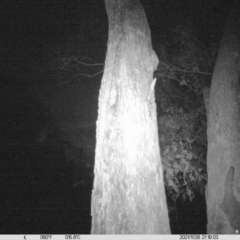 Petaurus norfolcensis (Squirrel Glider) at Thurgoona, NSW - 26 Nov 2021 by ChrisAllen