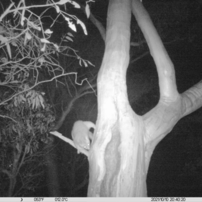 Trichosurus vulpecula (Common Brushtail Possum) at Table Top, NSW - 10 Oct 2021 by ChrisAllen