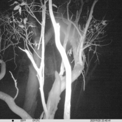 Petaurus norfolcensis (Squirrel Glider) at Thurgoona, NSW - 20 Nov 2021 by ChrisAllen