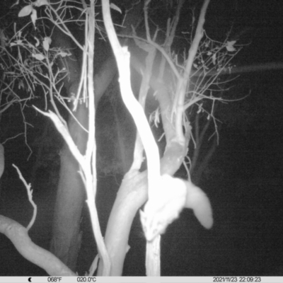 Petaurus norfolcensis (Squirrel Glider) at Thurgoona, NSW - 23 Nov 2021 by ChrisAllen