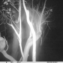 Tyto alba (Barn Owl) at Thurgoona, NSW - 24 Nov 2021 by ChrisAllen