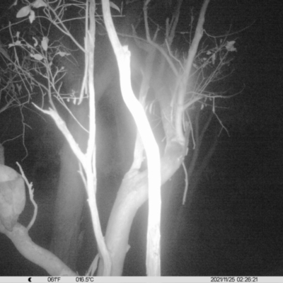 Tyto alba (Barn Owl) at Thurgoona, NSW - 24 Nov 2021 by ChrisAllen