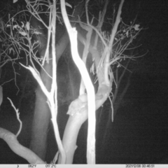 Petaurus norfolcensis (Squirrel Glider) at Thurgoona, NSW - 7 Dec 2021 by ChrisAllen