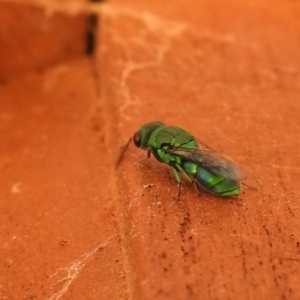 Primeuchroeus sp. (genus) at Carwoola, NSW - suppressed