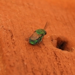 Primeuchroeus sp. (genus) at Carwoola, NSW - 29 Dec 2021