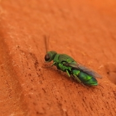 Primeuchroeus sp. (genus) at Carwoola, NSW - suppressed