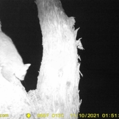Trichosurus vulpecula (Common Brushtail Possum) at Thurgoona, NSW - 10 Nov 2021 by ChrisAllen