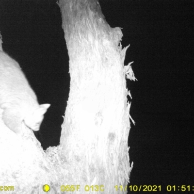 Trichosurus vulpecula (Common Brushtail Possum) at Thurgoona, NSW - 10 Nov 2021 by ChrisAllen