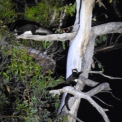 Petauroides volans (Southern Greater Glider) at Palerang, NSW - 29 Dec 2021 by Liam.m