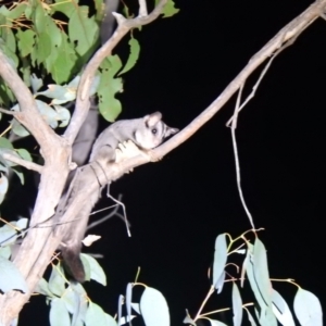 Petaurus notatus at Palerang, NSW - 29 Dec 2021