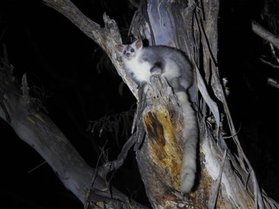 Petauroides volans (Southern Greater Glider) at Forbes Creek, NSW - 29 Dec 2021 by Liam.m