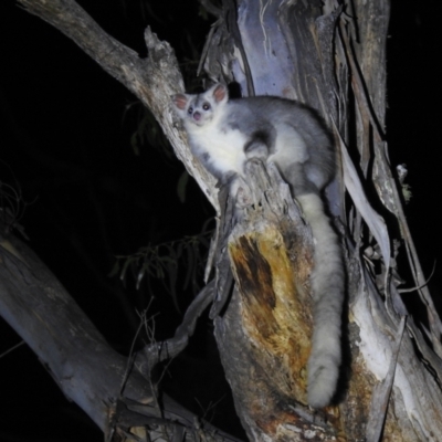 Petauroides volans (Southern Greater Glider) at Forbes Creek, NSW - 29 Dec 2021 by Liam.m