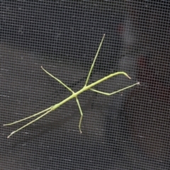 Unverified Stick insect (Phasmatodea) at Pambula Beach, NSW - 27 Dec 2021 by KylieWaldon