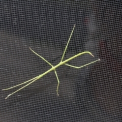 Unidentified Stick insect (Phasmatodea) at Pambula Beach, NSW - 26 Dec 2021 by KylieWaldon