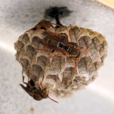 Polistes (Polistella) humilis (Common Paper Wasp) at Pambula Beach, NSW - 26 Dec 2021 by KylieWaldon