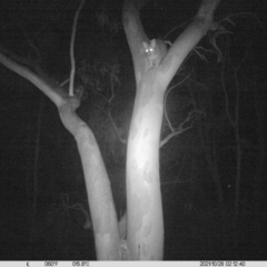 Trichosurus vulpecula (Common Brushtail Possum) at Table Top, NSW - 27 Oct 2021 by ChrisAllen