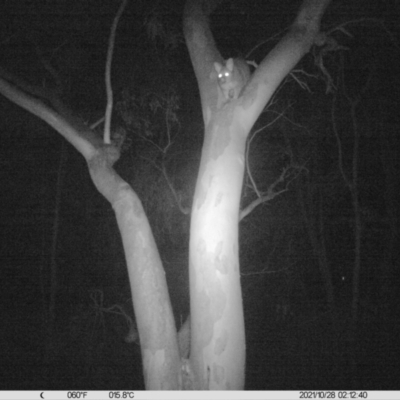 Trichosurus vulpecula (Common Brushtail Possum) at Table Top, NSW - 27 Oct 2021 by ChrisAllen