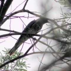 Coracina papuensis (White-bellied Cuckooshrike) at Greigs Flat, NSW - 27 Dec 2021 by KylieWaldon