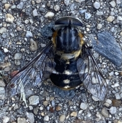 Scaptia sp. (genus) (March fly) at Jerrabomberra, NSW - 29 Dec 2021 by Steve_Bok