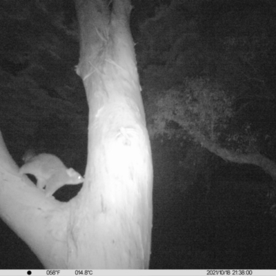 Trichosurus vulpecula (Common Brushtail Possum) at Table Top, NSW - 18 Oct 2021 by ChrisAllen