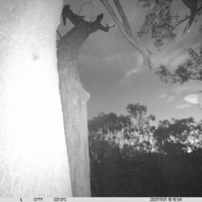 Trichosurus vulpecula (Common Brushtail Possum) at Ettamogah, NSW - 1 Nov 2021 by ChrisAllen