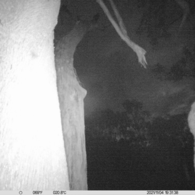 Pseudocheirus peregrinus (Common Ringtail Possum) at Ettamogah, NSW - 4 Nov 2021 by ChrisAllen