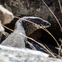 Varanus rosenbergi (Heath or Rosenberg's Monitor) at Tennent, ACT - 29 Dec 2021 by SWishart