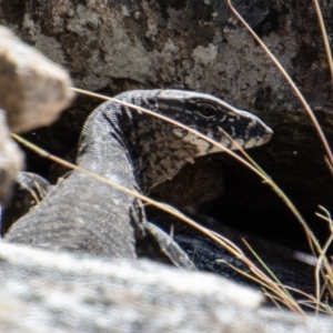 Varanus rosenbergi at Tennent, ACT - 29 Dec 2021