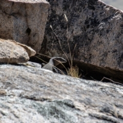 Varanus rosenbergi at Tennent, ACT - 29 Dec 2021